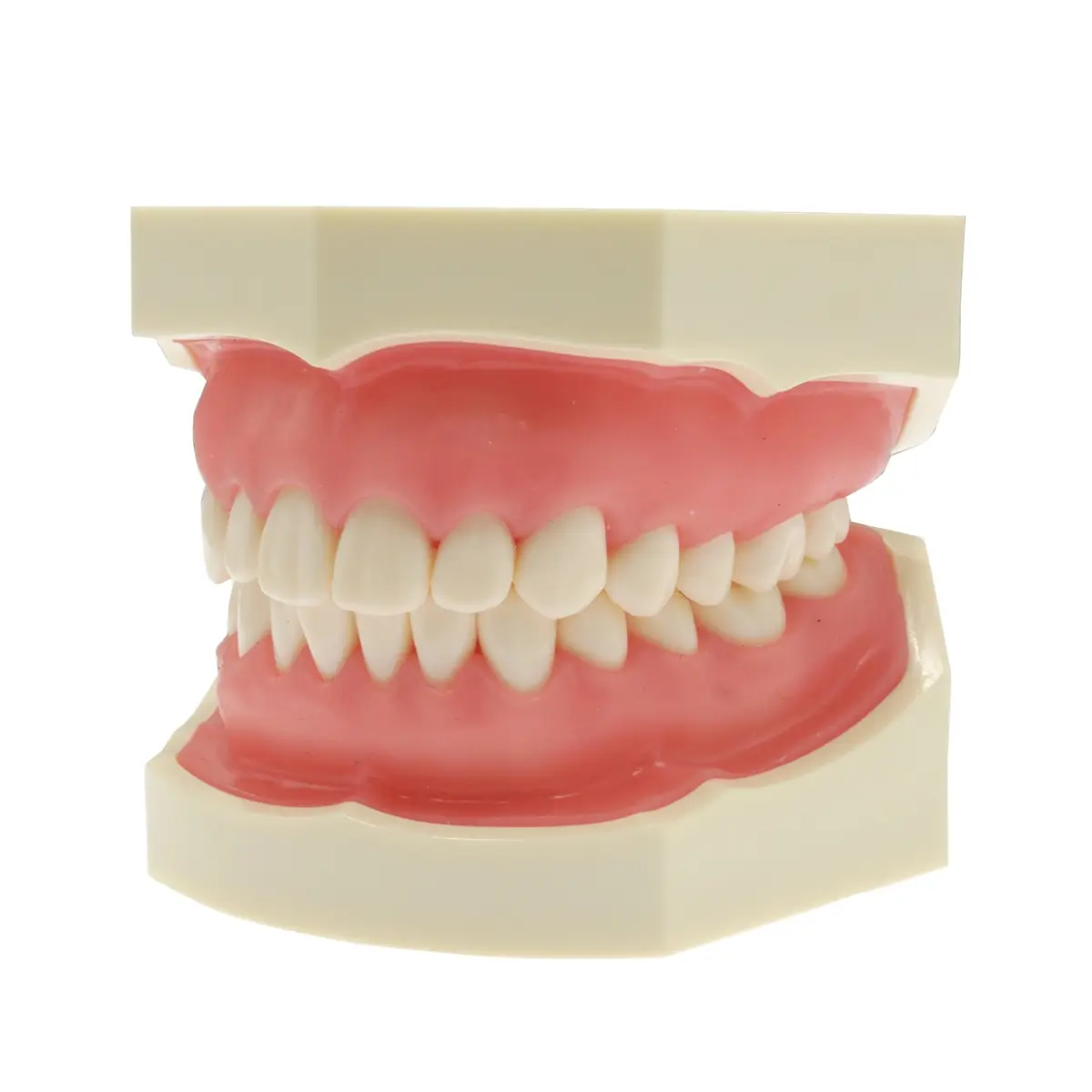 Phantom Teeth Jaw