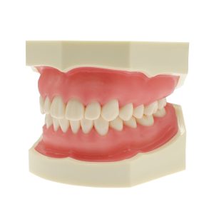 Phantom Teeth Jaw for Dental Practice Training